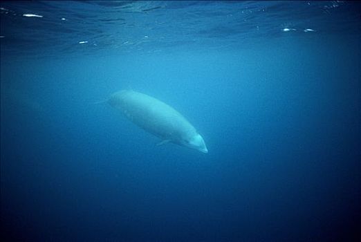 鲸,成年,水下,深,水,靠近,岛屿,加拉帕戈斯群岛,厄瓜多尔