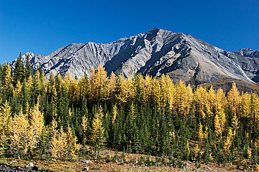 山,草地,秋天,金色,落叶松,远景,蓝天,艾伯塔省,加拿大