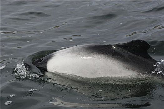 海豚,呼吸,福克兰群岛