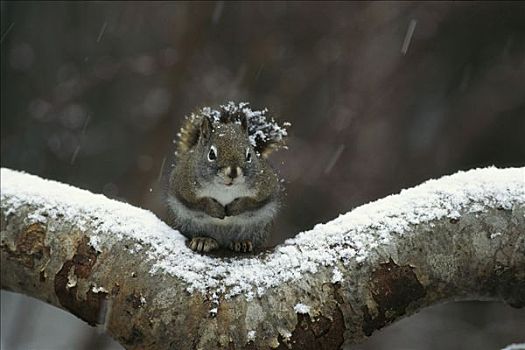 红松鼠,树上,冬天,落基山脉,北美