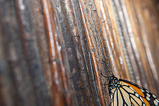 黑脉金斑蝶,上方,藤条,背景