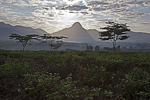 非洲,省,靠近,山,早晨