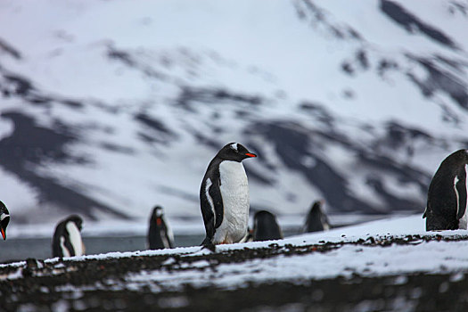 南极中的企鹅鸟类  