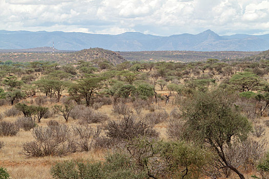 非洲,大草原,肯尼亚