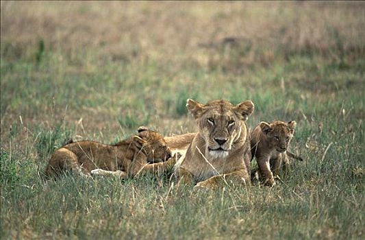 雌狮,狮子,吸吮,幼兽,马赛马拉,肯尼亚