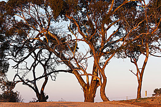 澳大利亚,山谷,橡胶树,暸望,黎明
