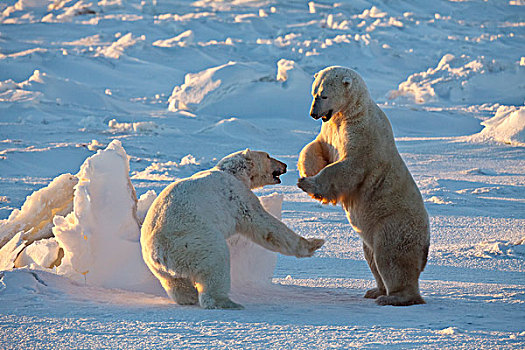 两个,北极熊,争斗,曼尼托巴,加拿大