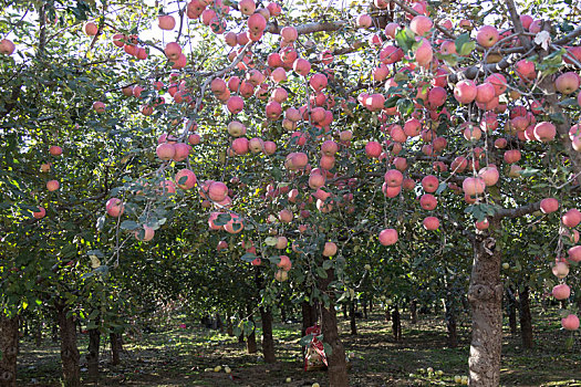 梦幻中的苹果园