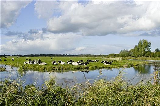 草地,荷兰,欧洲