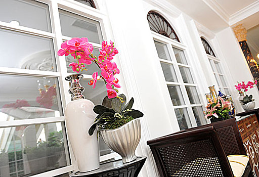 盆栽,粉色,兰花,黑色背景,桌面,正面,窗户
