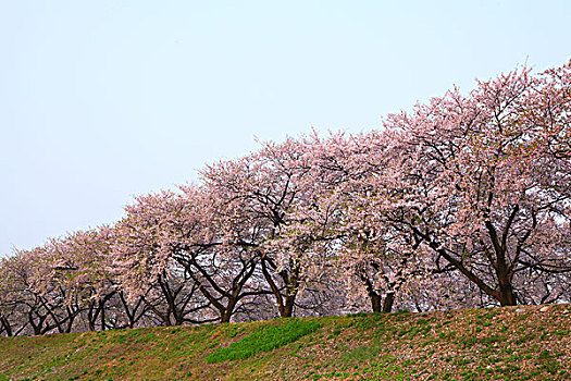 排,樱桃树