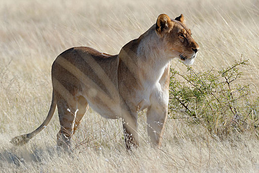 雌狮,狮子,站立,干草,警惕,看,室外,埃托沙国家公园,纳米比亚,非洲
