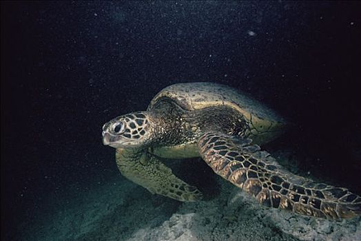 绿海龟,龟类,水下,夏威夷