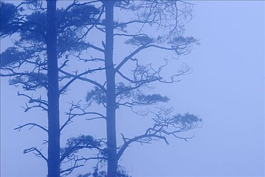 树,雾,瑞典