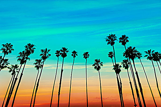 加利福尼亚,日落,棕榈树,排,圣芭芭拉,美国