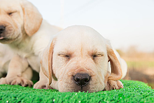 拉布拉多幼犬