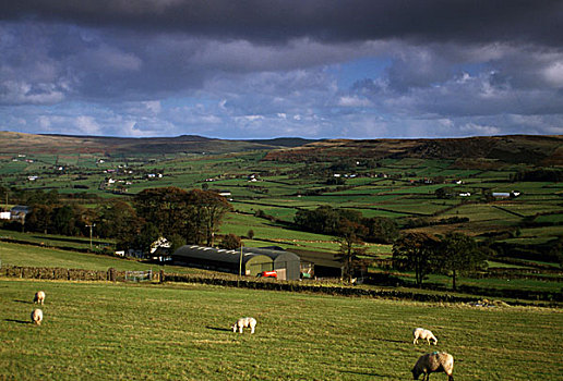 绵羊,安特里姆郡,爱尔兰