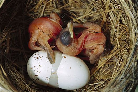 一个,白天,老,幼禽,孵化,蛋,马达加斯加