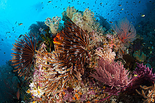 彩色,海百合,软珊瑚,装饰,礁石,四王群岛