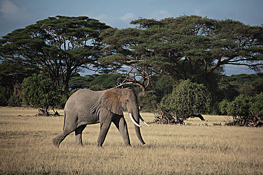 非洲,草原,大象