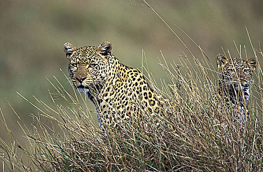 豹,幼兽,纳库鲁,肯尼亚