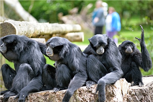 长臂猿,家族,放松,野生动植物园