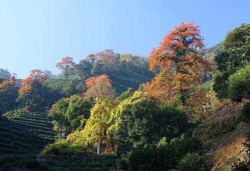 龙井茶园