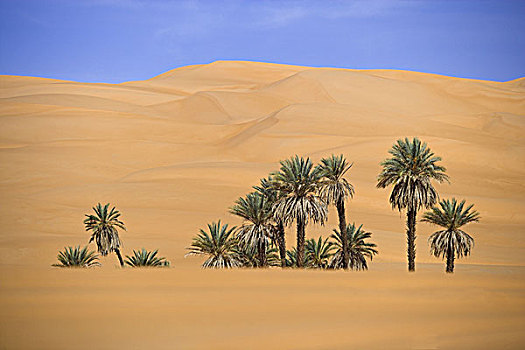 非洲,利比亚,奥巴里,棕榈树,棕榈科,沙丘