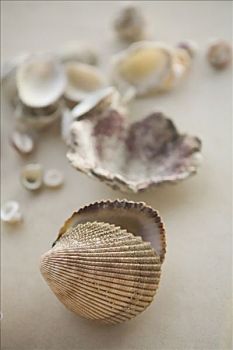 特写,种类,海螺壳
