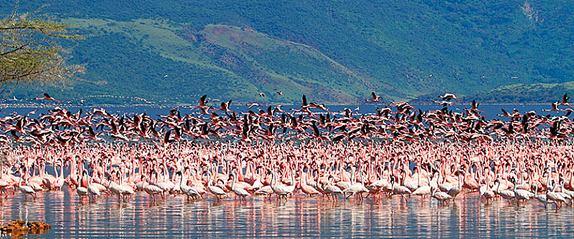 大,生物群,小红鹳,柏哥利亚湖,大裂谷,地区,肯尼亚,非洲