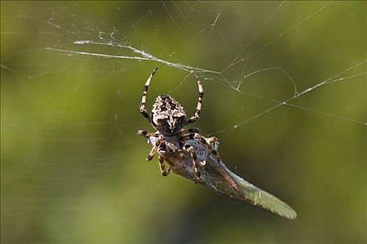 蜘蛛,捕食,伯罗奔尼撒半岛,希腊