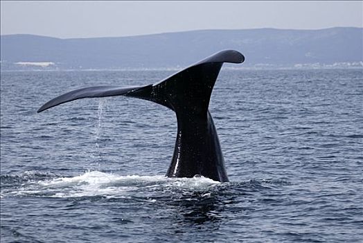 南露脊鲸,南非