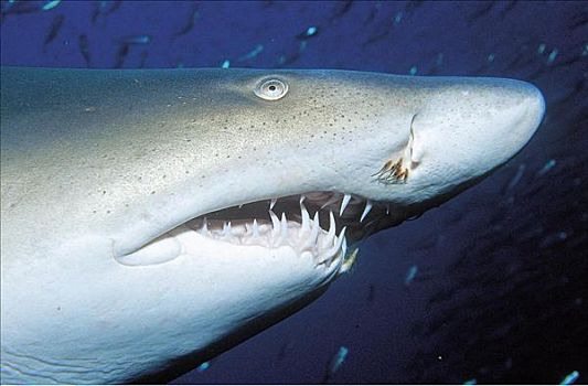 鲨鱼,牙齿,动物