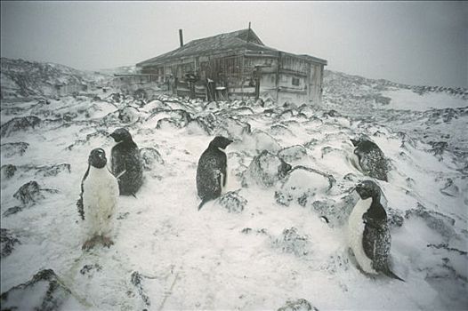 阿德利企鹅,栖息地,暴风雪,户外,小屋,岛屿,南极