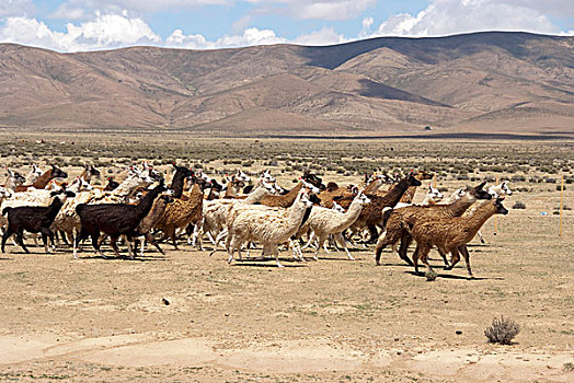 阿根廷,胡胡伊,美洲驼,牧群,乡村