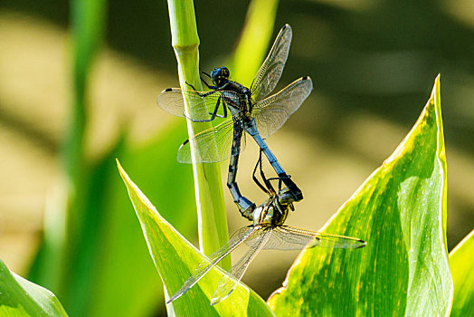 雌雄合体的蜻蜓