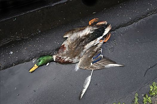 死,野鸭,瑞典