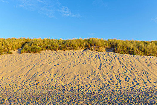 沙丘,海滩,波罗的海,北方,日德兰半岛,丹麦