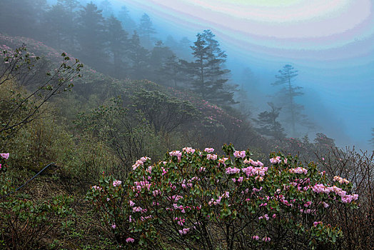 神农架,高山杜鹃,杜鹃花,野生,植物,耐寒,漂亮