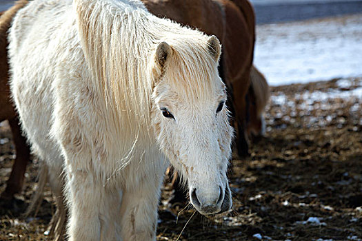 头像,白色,冰岛马,冬天,风景