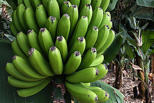 加纳利群岛,香蕉,香蕉树,帕尔玛,西班牙,欧洲