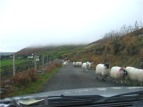 绵羊,途中,爱尔兰