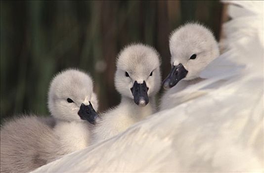 疣鼻天鹅,天鹅,三个,小天鹅,父母,欧洲
