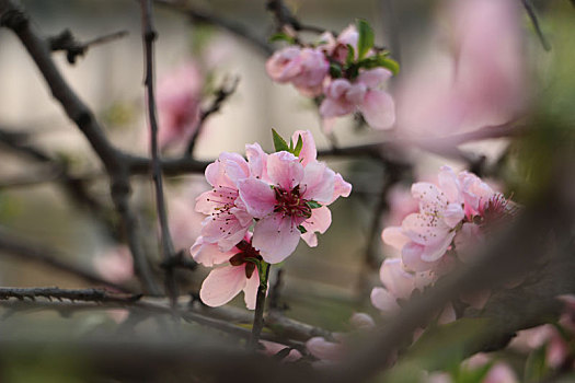 桃花