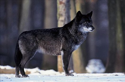 灰狼,暗色,阶段,狼,哺乳动物,冬天,雪,动物