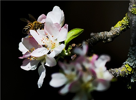 蜜蜂,苹果花