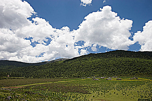 草地,香格里拉,中国