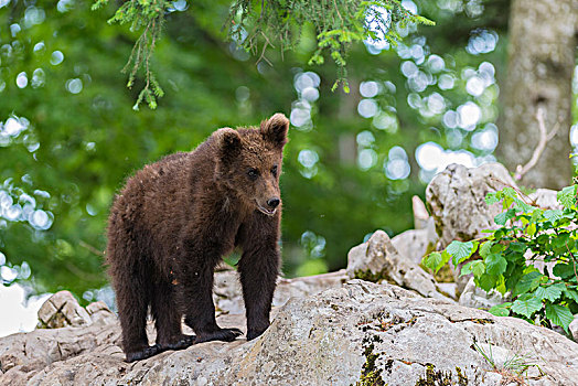 棕熊,小动物,树林,斯洛文尼亚,欧洲