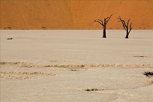 树,死亡谷,纳米比亚,非洲