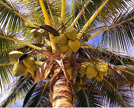 棕榈树,坎昆,墨西哥